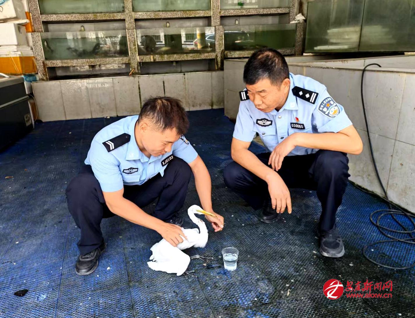 民警給受傷的“牛背鷺”喂食。