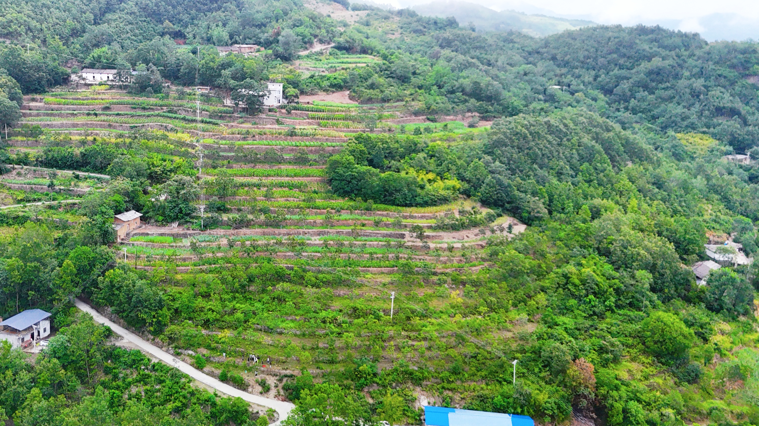 旬陽市拐棗產(chǎn)業(yè)種植基地
